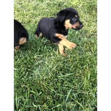 These are exceptional family dogs but are not ideal for apartments. German Shepherd Rottweiler Mix Puppies In Temecula California Puppies For Sale Near Me