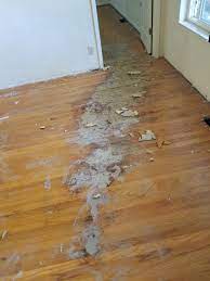 repairing wood flooring with termite