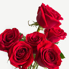 red roses single variety flower