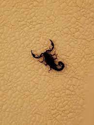 Only 1 of those scorpion species is found in kentucky, north carolina, south carolina & tennessee. Scorpions Bear Tracts