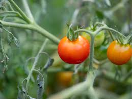 how to fertilize tomato plants for the