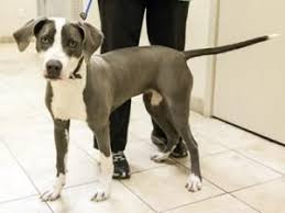 She also loves to play but. Adopt Harley On Petfinder Great Dane Puppy Great Dane Dogs Dogs