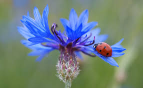 Résultat de recherche d'images pour "bleuet fleur"