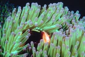 how to tell if your anemone is dead