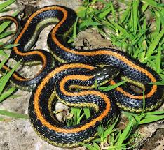While they may inspire a certain uneasiness, garden snakes can actually be a gardener's best friend. Https Www Ebparks Org Civicax Filebank Blobdload Aspx Blobid 24080