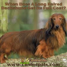 long haired dachshund get its full coat