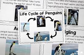 Penguins An Animal Study