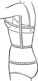 Bust Waist Hip Measurements Wikipedia
