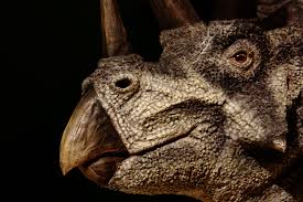 triceratops wallpaper dinopit