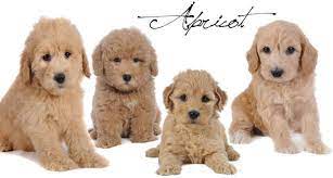 Free coloring pages of goldendoodle puppies. English Goldendoodle Color Varieties Teddybear Goldendoodles English Goldendoodle Goldendoodle Teddy Bear Doodle