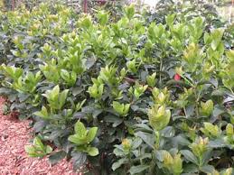 Many types of evergreen hedge shrubs create natural living other types of deciduous flowering hedge plants can line backyards with beautiful colors and scents when the hedge blooms. Top Plants For Hedges And Screens