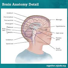 Brain tumours are the most common tumours that develop in children. Pineoblastoma In Children And Teens Together