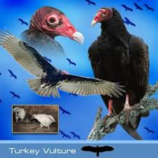 Turkey Vulture Hawk Mountain Sanctuary Learn Visit Join