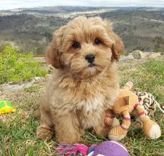 They seldom meet a stranger and love being with people. Country Puppies Cavoodle For Sale Shoodle Moodle Dog Breeder Nsw