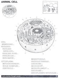 Biologycorner.com animal cell coloring key / animal cells coloring worksheets teaching resources tpt : Animal Cell Coloring Page Answers Through The Thousand Photos On The Net Regarding Animal Cell Coloring Pa Cells Worksheet Plant Cells Worksheet Cell Diagram
