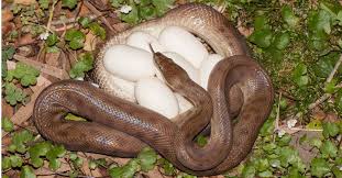 snake eggs