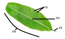 functions of petiole and veins in leaf