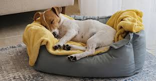 Memory Foam Dog Beds The 10 Comfiest