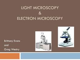ppt light microscopy electron