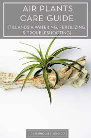 Air Plant Care Guide Watering
