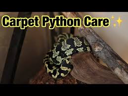 carpet python care setup you