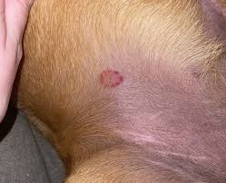 how to get rid of ringworms in dogs