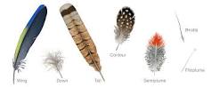 what-are-the-4-types-of-feathers