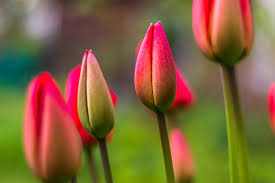 beautiful red tulips flowers in spring