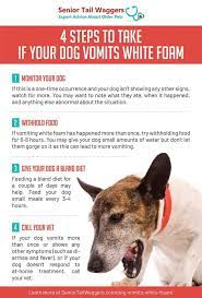 dog vomiting white foam vet advice