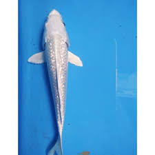 Ikan Koi Platinum