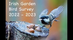 irish garden bird survey winter 2022