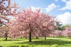 does-michigan-have-cherry-blossom-trees