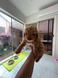 toy poodle purebred puppy dogs