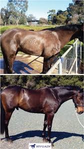 This Is My Warmblood When I First Got Him 2 Months After
