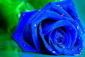 1600x1200 wallpaper blue rose flower