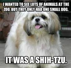 21 amazing awful dog jokes the dog