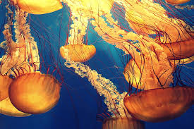 jellyfish ilration hd wallpaper