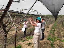 israeli students add fruit picking to
