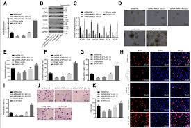 Effect Of Inhibition Of Afap1 As1 On Panc 1 Cell Stemness A