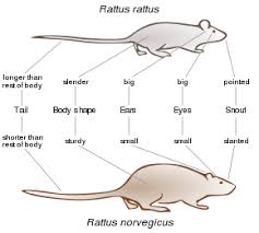 Brown Rat Wikipedia