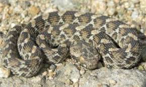 most dangerous snake the carpet viper