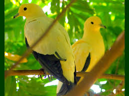 Palomas amarillas, amarillas, bonitas, palomas, Fondo de pantalla HD |  Peakpx
