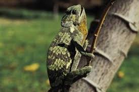on average how long do chameleons live