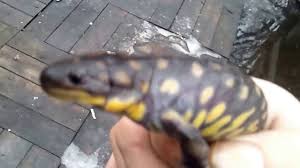 Indiana Salamander Griffith Indiana Youtube