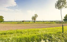 willow tree planting conservation