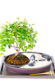 Real Living Zen Garden Bonsai Easy