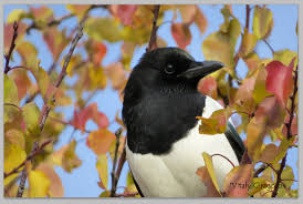 magpie in my garden wildedges