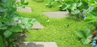 applying ground cover perennial plants