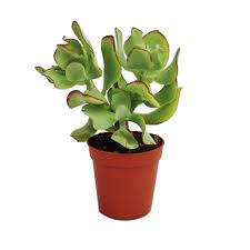 Crassula arborescens - small plant in a 5.5cm pot