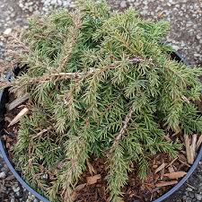 juniperus communis green carpet 3lt